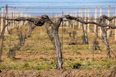 Close up of vineyard at spring time, ready for new season, wine concept Photos