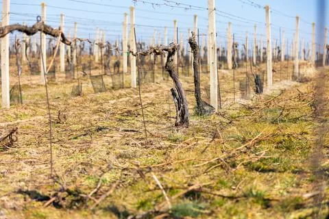 Close up of vineyard at spring time, ready for new season, wine concept 库存照片