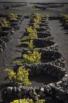 Close-up vineyards surrounded by volcanic rocks in La Geria, Lanzarote Stock Photos