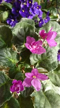 Close up of a viola Stock Photos