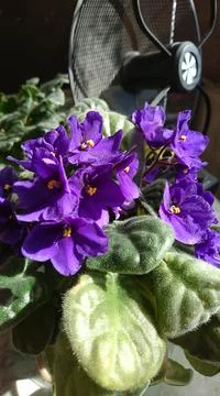 Close up of viola with tv-receiver Stock Photos