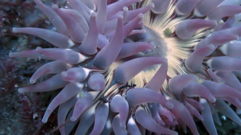 Close-up violet anemone Actinia in clean, clear water of underwater nature. Stock Footage 246729212