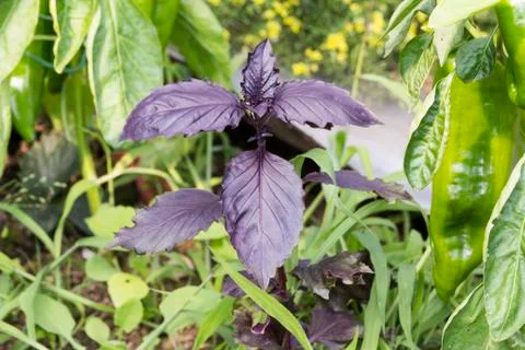 Close up of violet basil plant Foto stock