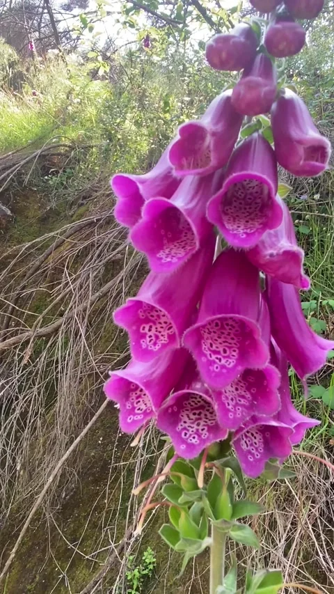 Close-up of violet bellflower in meadow Stock Footage 310931976