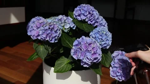 Close up of violet blue hydrangea flower in a pot and female hands spraying the Stock Footage 274995920