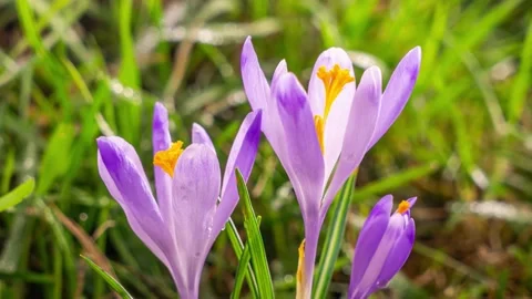Close-up violet crocus flowers blooming fast fresh green meadow spring morning Stock Footage 172551251