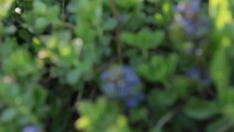 Close up of violet flower. The wind blows of flowers in the evening sun Stock Footage 108489792