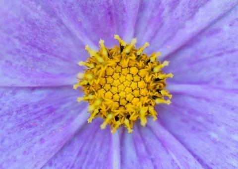 Close up violet flowers background Foto stock