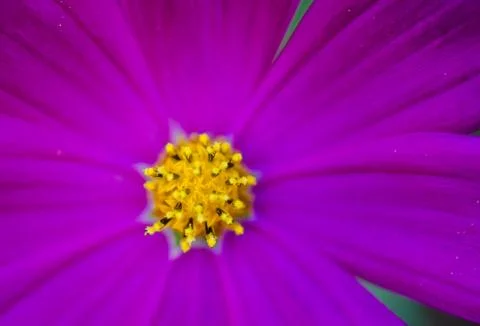 Close up violet flowers background Stock Photos