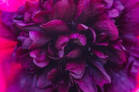 Close up violet flowers background Stock Photos