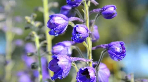 Close up of violet flowers Stock Footage 41684936