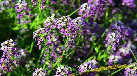 Close up of violet flowers Video stock 41684985