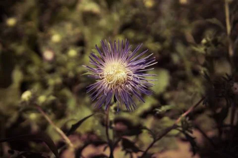 Close up of violet flowers Stock Photos