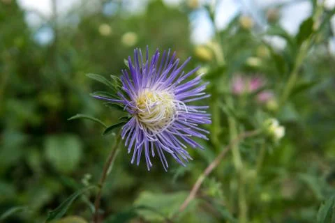 Close up of violet flowers Foto stock
