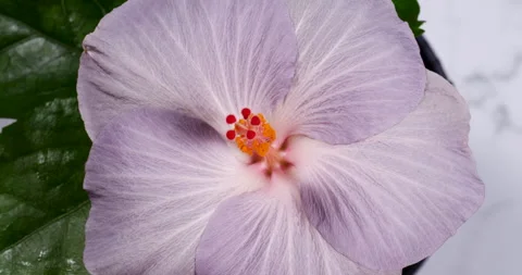 Close Up of Violet Hibiscus Flower with Orange Stamen with Pollen Rotating .. Stock Footage 344325218
