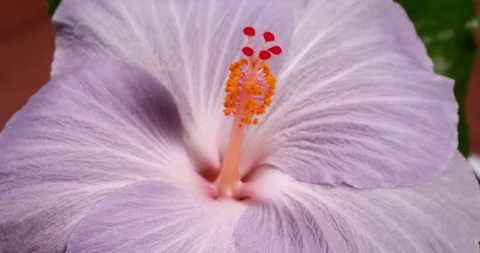Close Up of Violet Hibiscus Flower with Orange Stamen with Pollen Rotating .. 動画素材 346552457