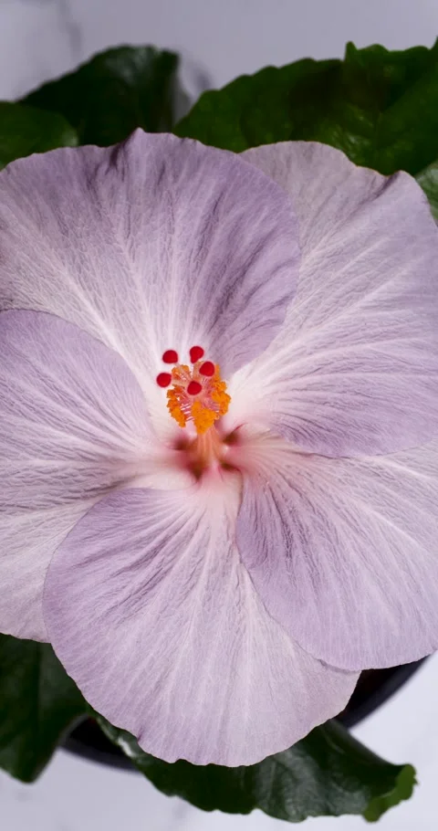 Close Up of Violet Hibiscus Flower with Orange Stamen with Pollen Rotating .. Stock Footage 346887398