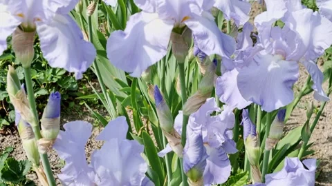 Close up of violet iris flowers. Lot of irises. Large cultivated flowers of Stock Footage 244906693