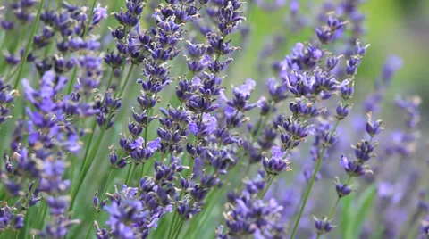 Close up of violet lavenders flowers with bees and butterfly flying around. Stock Footage