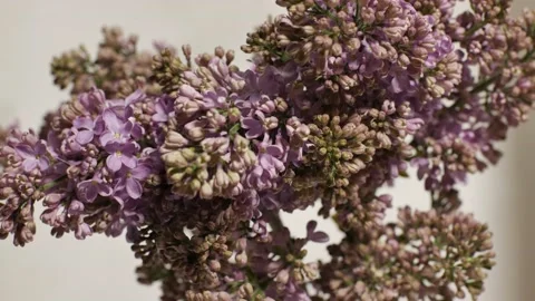 Close Up Violet Lilac Blooming Timelapse Stock Footage 158360384