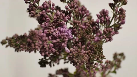 Close Up Violet Lilac Blooming Timelapse Stock Footage 158360394