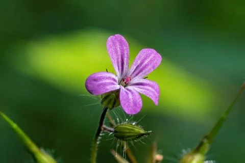 Close-up of violet macro flower Foto stock
