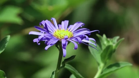 Close up of the violet mauve flower of the Monch variety of asteroid frikatii. Stock Footage 313927291