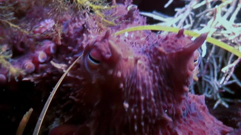Close-up violet octopus in environment of underwater of Japanese Sea. Stock Footage 246587639