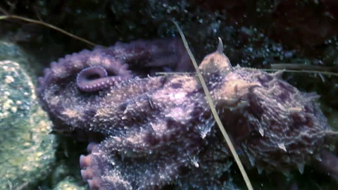 Close-up violet octopus on underwater bottom of Japanese Sea. Stock Footage 246620046