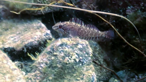 Close-up violet octopus in underwater seabed of Japanese Sea. Stock Footage 246587603