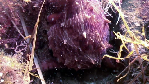 Close-up violet octopus in underwater world of Japanese Sea. Stock Footage 246620063