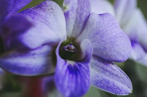 Close up of a violet orchid Stock Photos