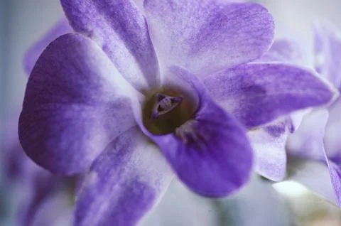 Close up of a violet orchid Stock Photos