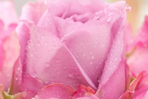 Close up violet rose Stock Photos