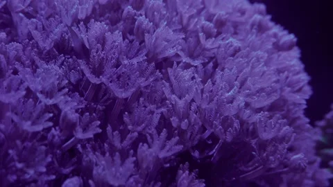 Close up of violet soft corals anthelia coral reef polyp underwater life Stock Footage 143947134