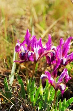 Close-up of violet wild iris Stock Photos