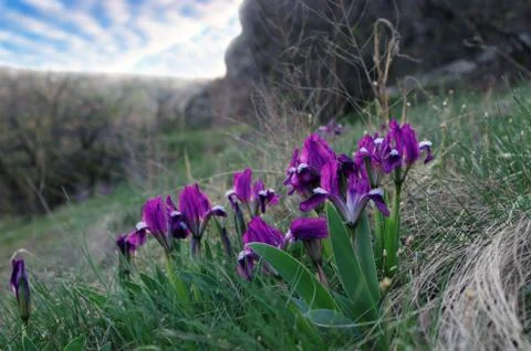 Close-up of violet wild iris Foto stock