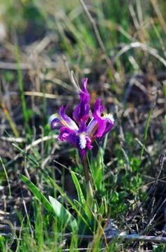Close-up of violet wild iris Foto stock