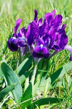 Close-up of violet wild iris Stock Photos