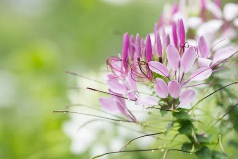 Close up violets flower Stock Photos
