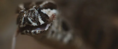 Close up of a viper snake slowly swallowing a mouse, feeding. Stock Footage 129107735