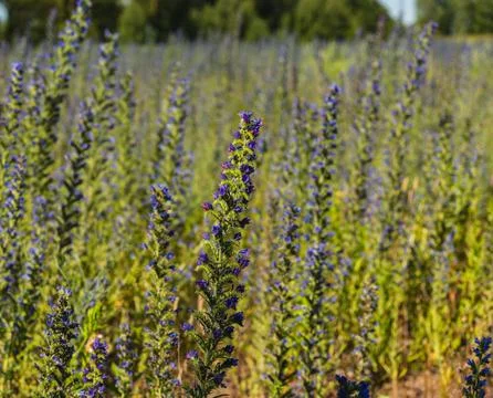 Close up of viper's bugloss growing in the field 库存照片