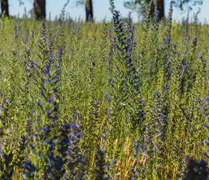Close up of viper's bugloss growing in the field Stock Photos