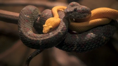 Close-up of Vipers Cuddling on a Branch Stock Footage 101069937