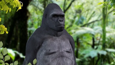 CLOSE VISION OF GORILLA IN THE FOREST Stock Footage 127430554