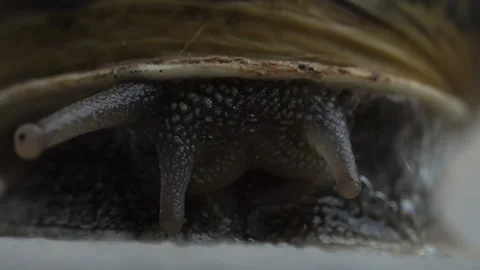 Close up of visual and olfactory sensory tentacles of land snail Stock Footage 222622750