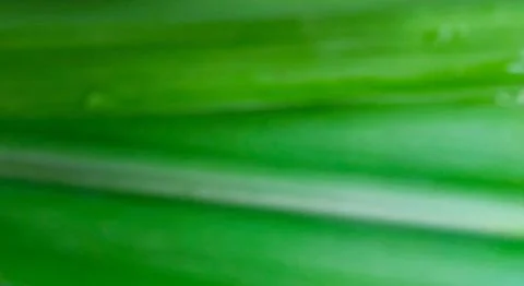 Close-up visual of the green leaf surface texture of Saccharum officinarum Stock Photos