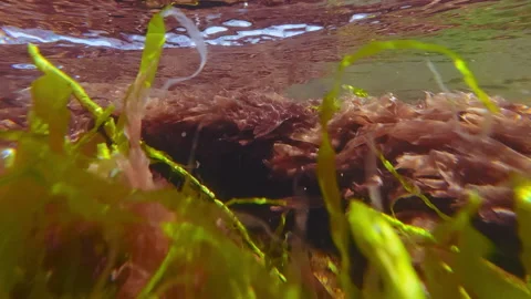 Close-up of vivid algae: green Ulva intestinalis and red Porphyra swaying in Stock Footage 333523335