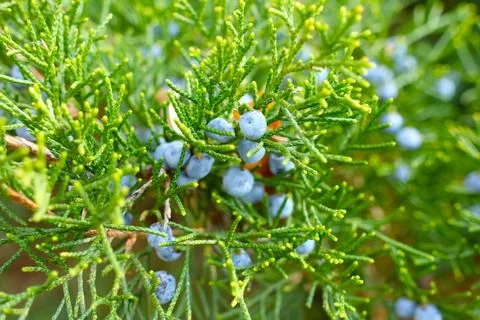 Close-up of vivid blue juniper berries nestled within lush green evergreen br Stock Photos