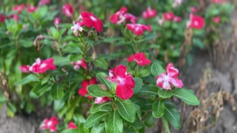 Close-up of vivid deep pink Madagascar periwinkle flowers Stock Footage 313475740